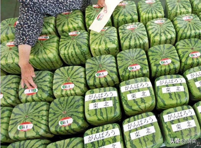 图片[2]-日本的西瓜那么贵为什么不进口国外的？-乐学小窝