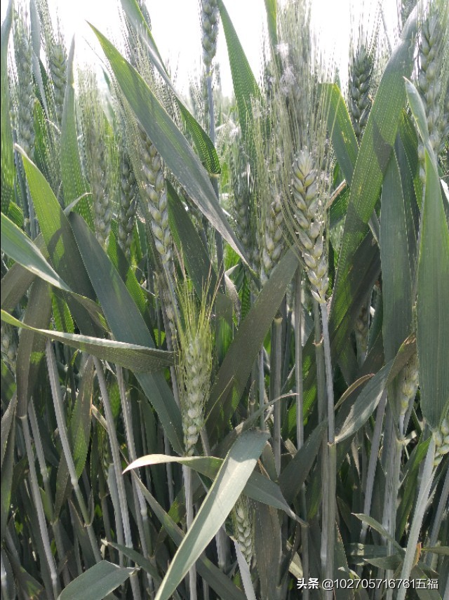 图片[1]-小麦底肥如何科学配比才能高产-乐学小窝