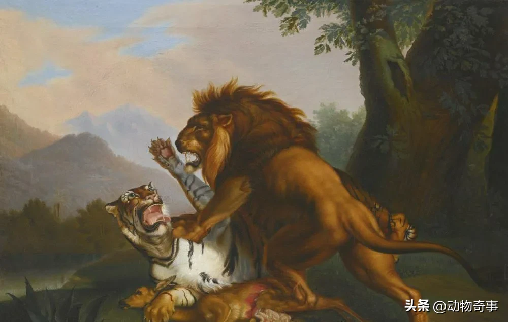 图片[21]-狮子和老虎谁厉害？狮子和老虎一对一pk结局-乐学小窝
