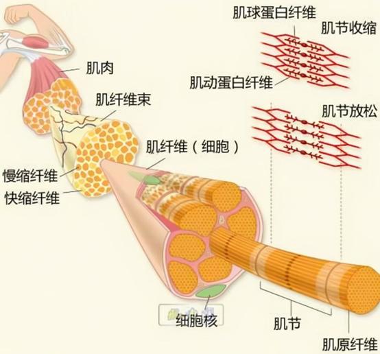 人死后臉上為什么蓋紅布 蓋臉布用什么布(圖2) 人死后臉上為什么蓋紅布 蓋臉布用什么布(圖2)