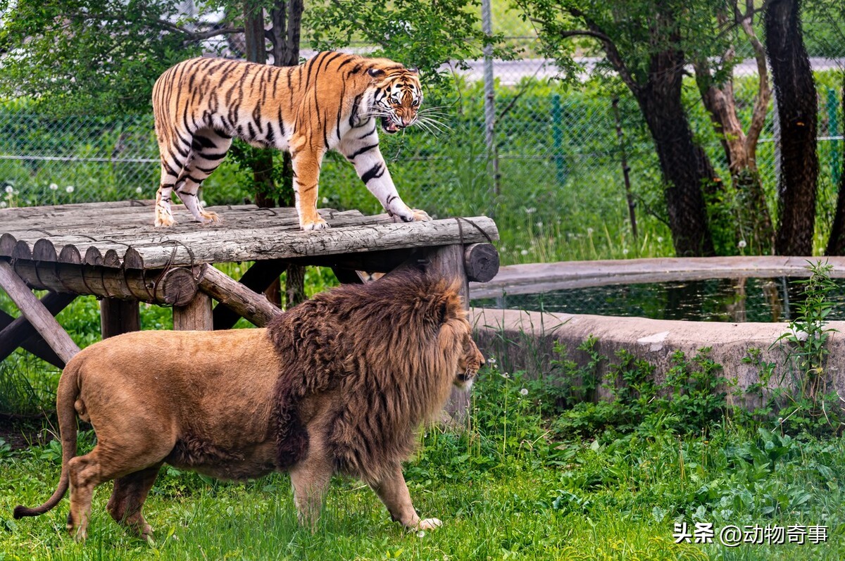 图片[19]-狮子和老虎谁厉害？狮子和老虎一对一pk结局-乐学小窝
