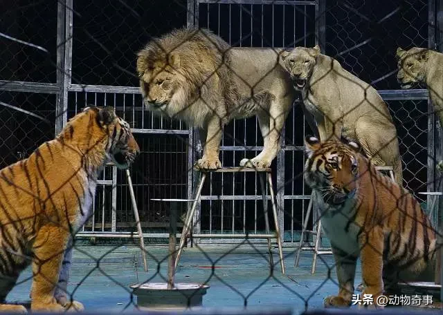 图片[20]-狮子和老虎谁厉害？狮子和老虎一对一pk结局-乐学小窝
