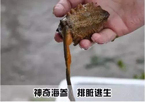 海猪是什么动物？渔民说的海猪是什么