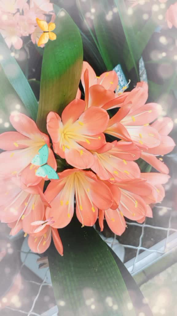 这样给君子兰授粉你见过吗