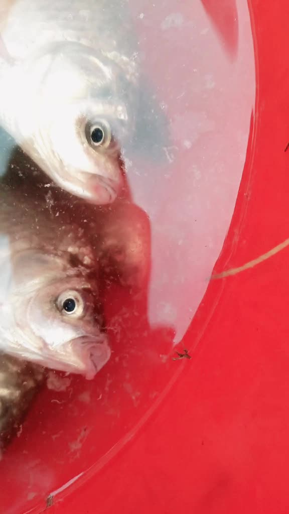 今天刚钓的丹江野生鲫鱼这才叫嘴巴嘟嘟嘟