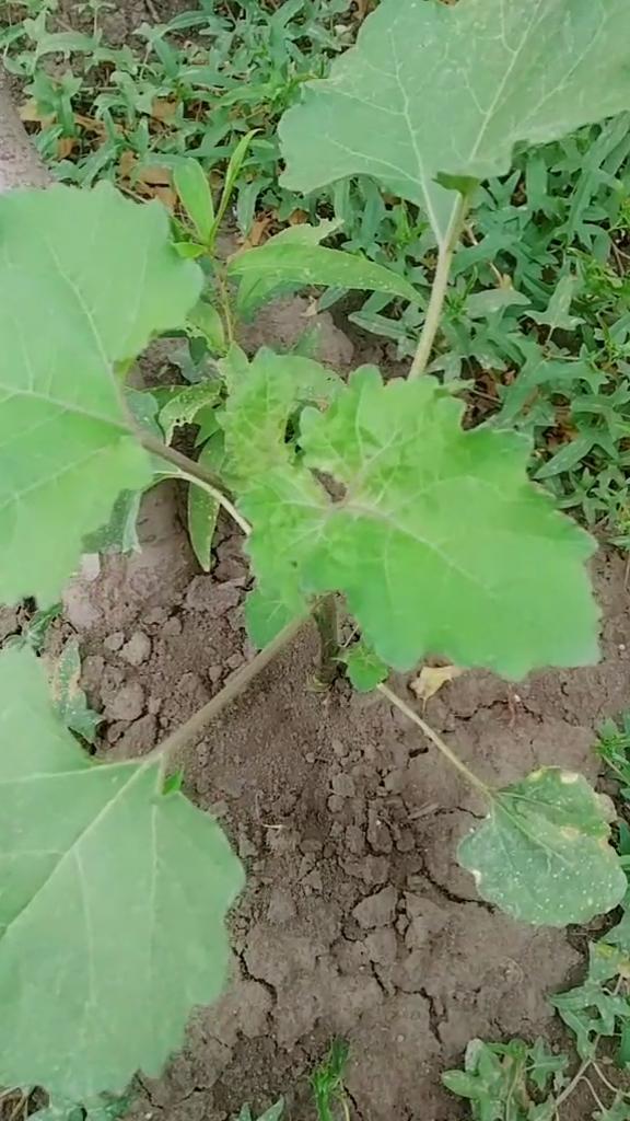 学名苍耳子俗称鼠粘子