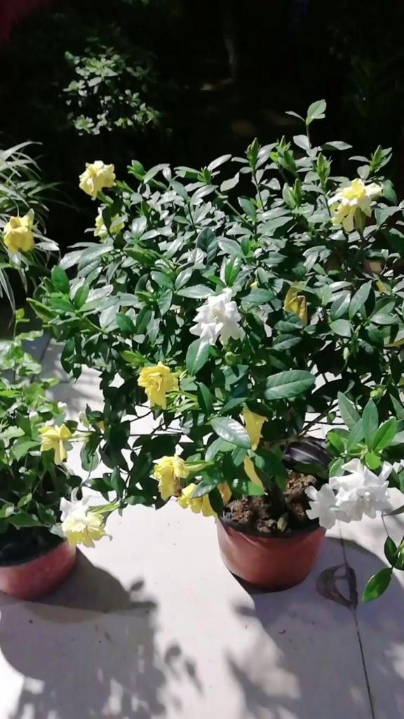 让栀子花茉莉花常年开花的方法?