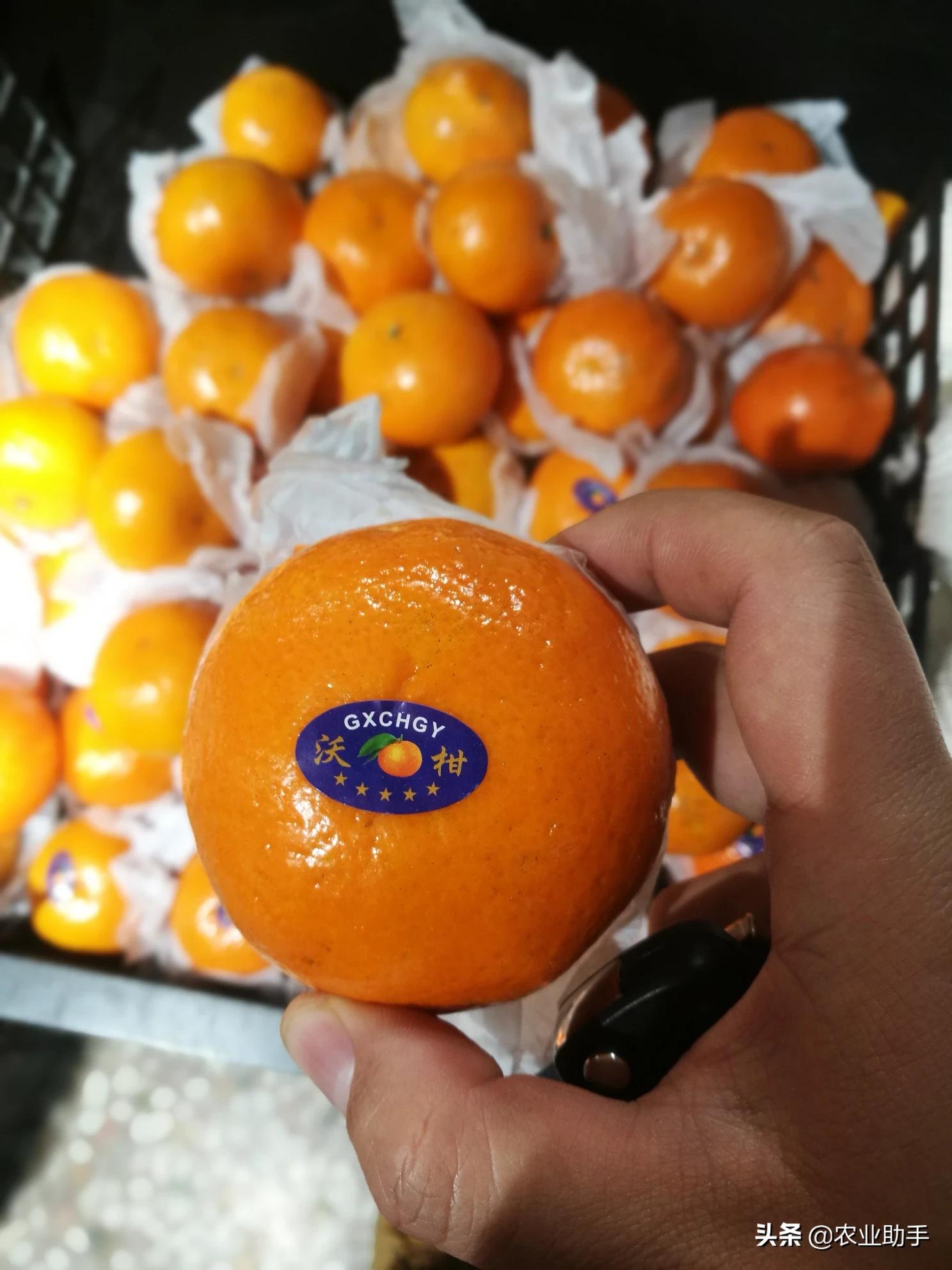 沃柑价格
