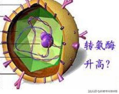 肝功能检查报告主要看哪些指标? 肝功检 - 今日