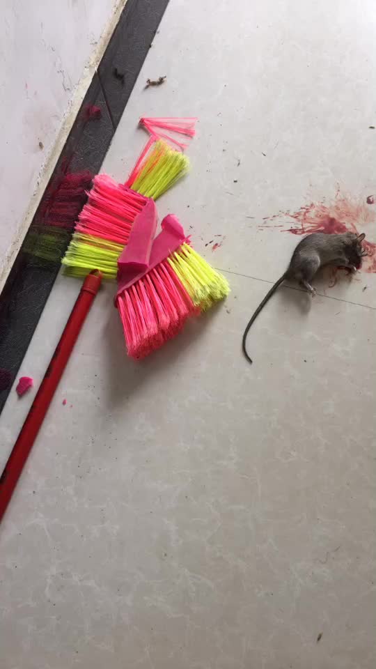 弄死一只老鼠,牺牲一个扫把