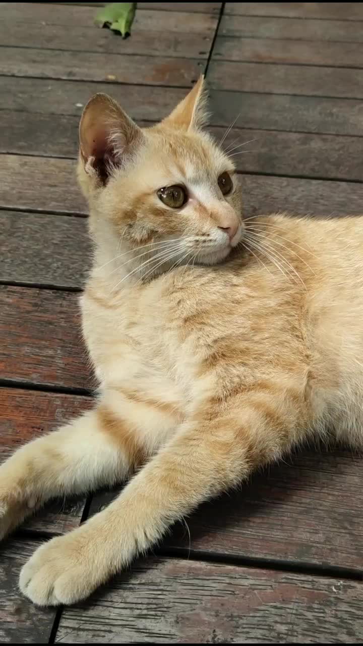 无处安放的尾巴#动物成精 #橘猫 #宠物