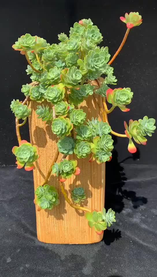 薄化妆老桩#多肉植物