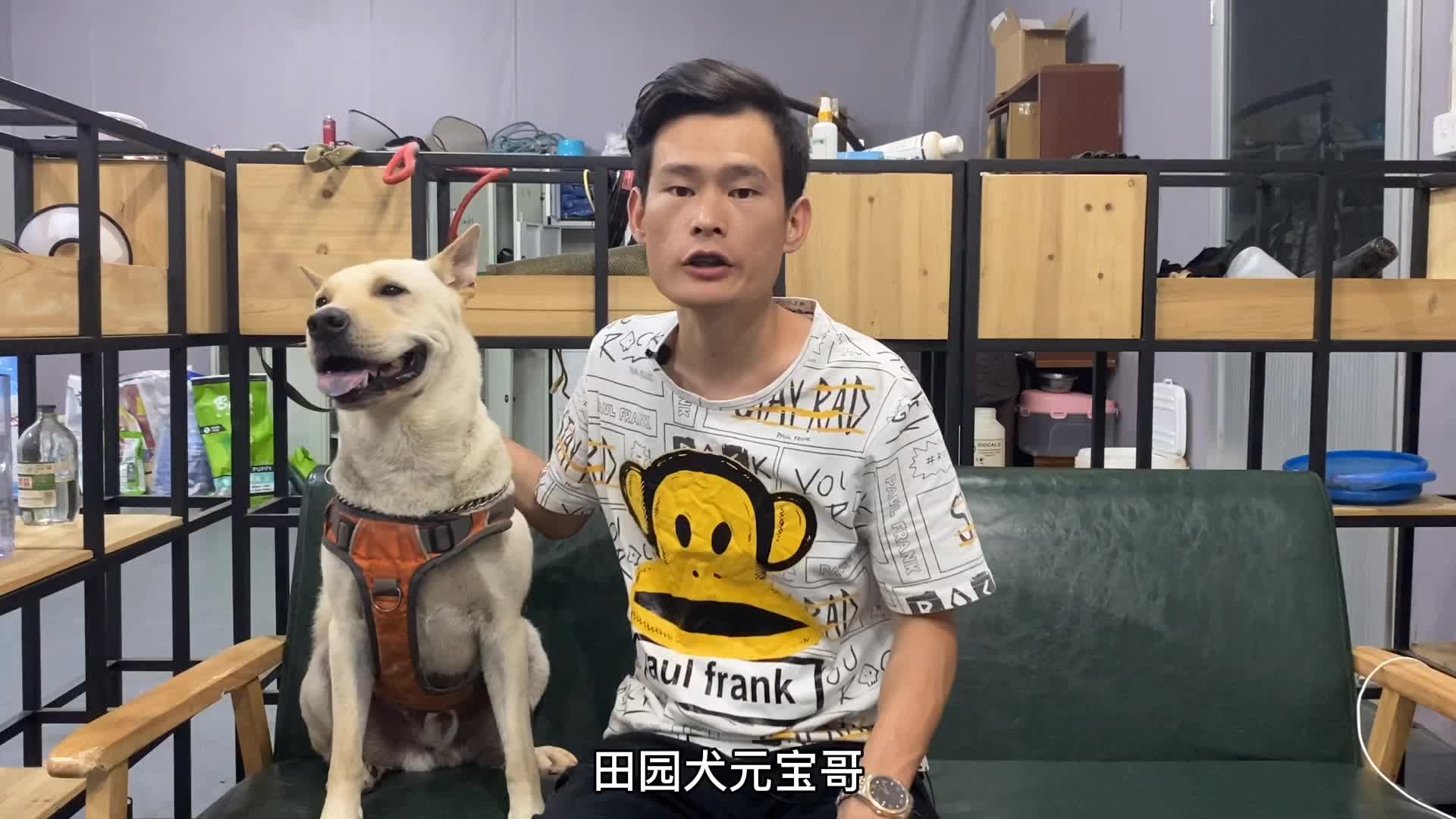 蛋黄的爸是训犬师