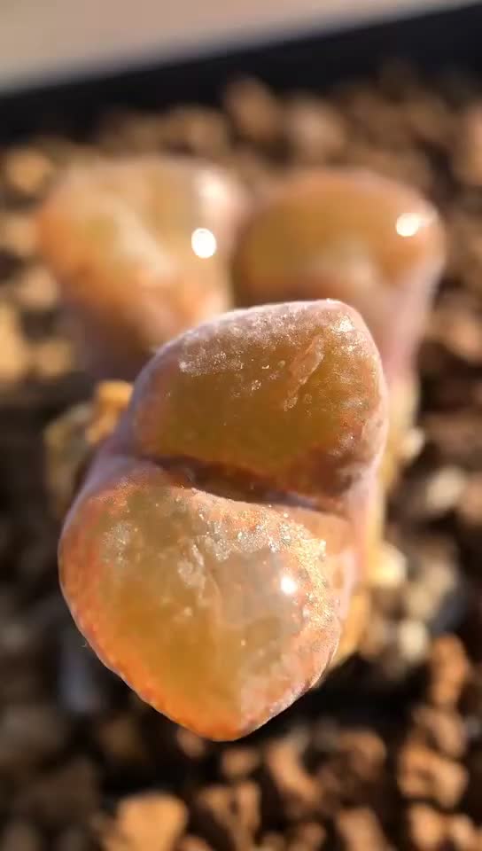 多肉植物 #生石花 风铃玉