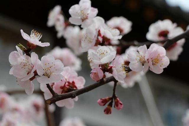 杏花古诗词诗词诗句句子