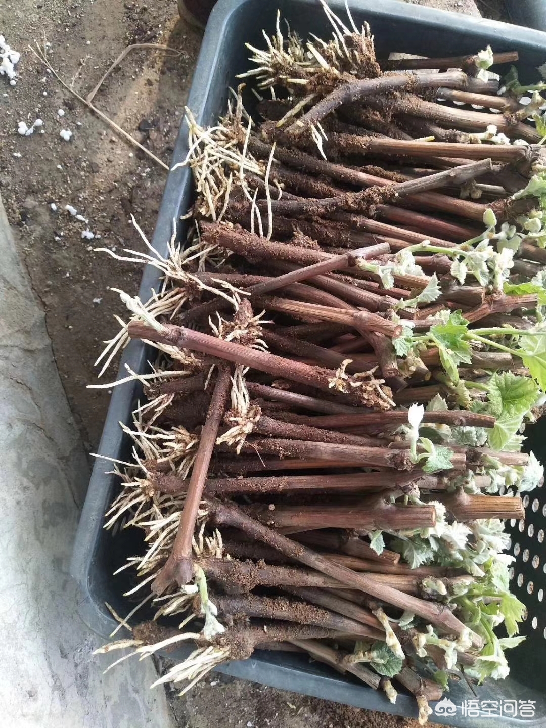 葡萄枝扦插能活吗? - 头条问答