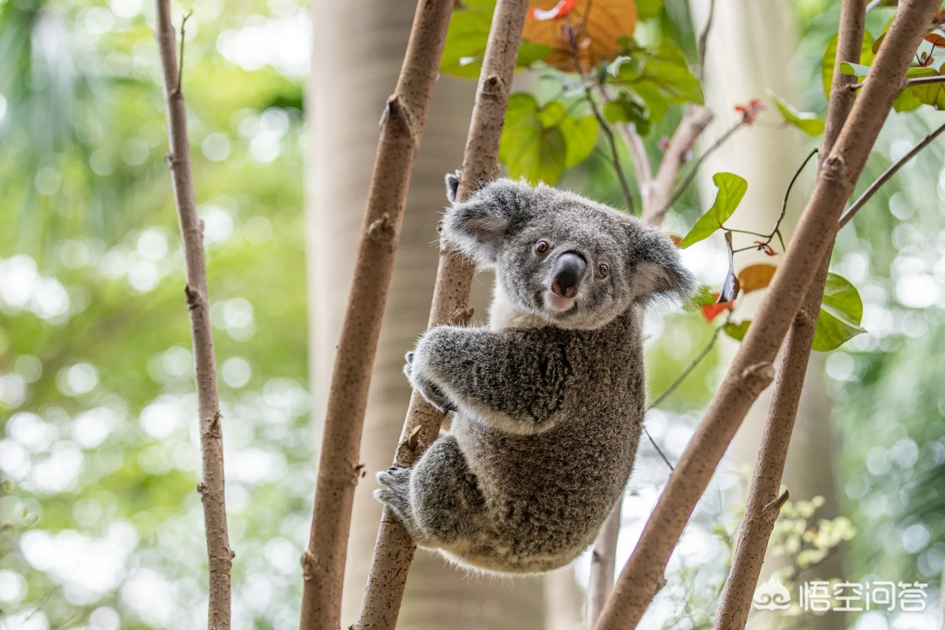 每年花费巨额从中国进口屎壳郎,澳大利亚为什么要这么做? - 盾灵网