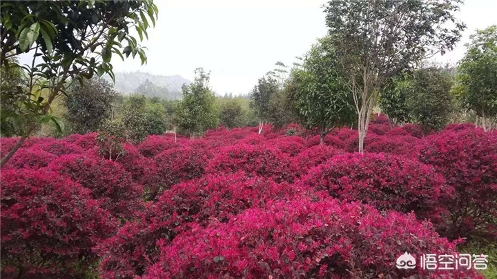 色带色块绿篱这是红花檵木最常见的用途,只要有广场绿化就有它的身影