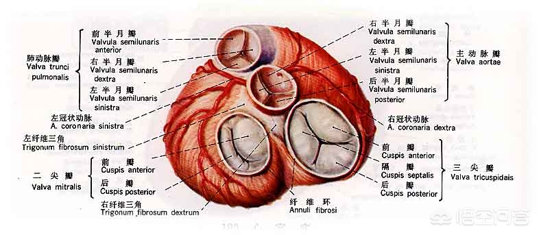 人造心脏瓣膜图片图片