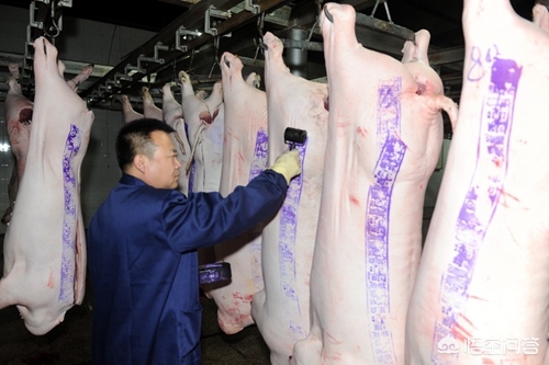仔猪批发市场动态探析