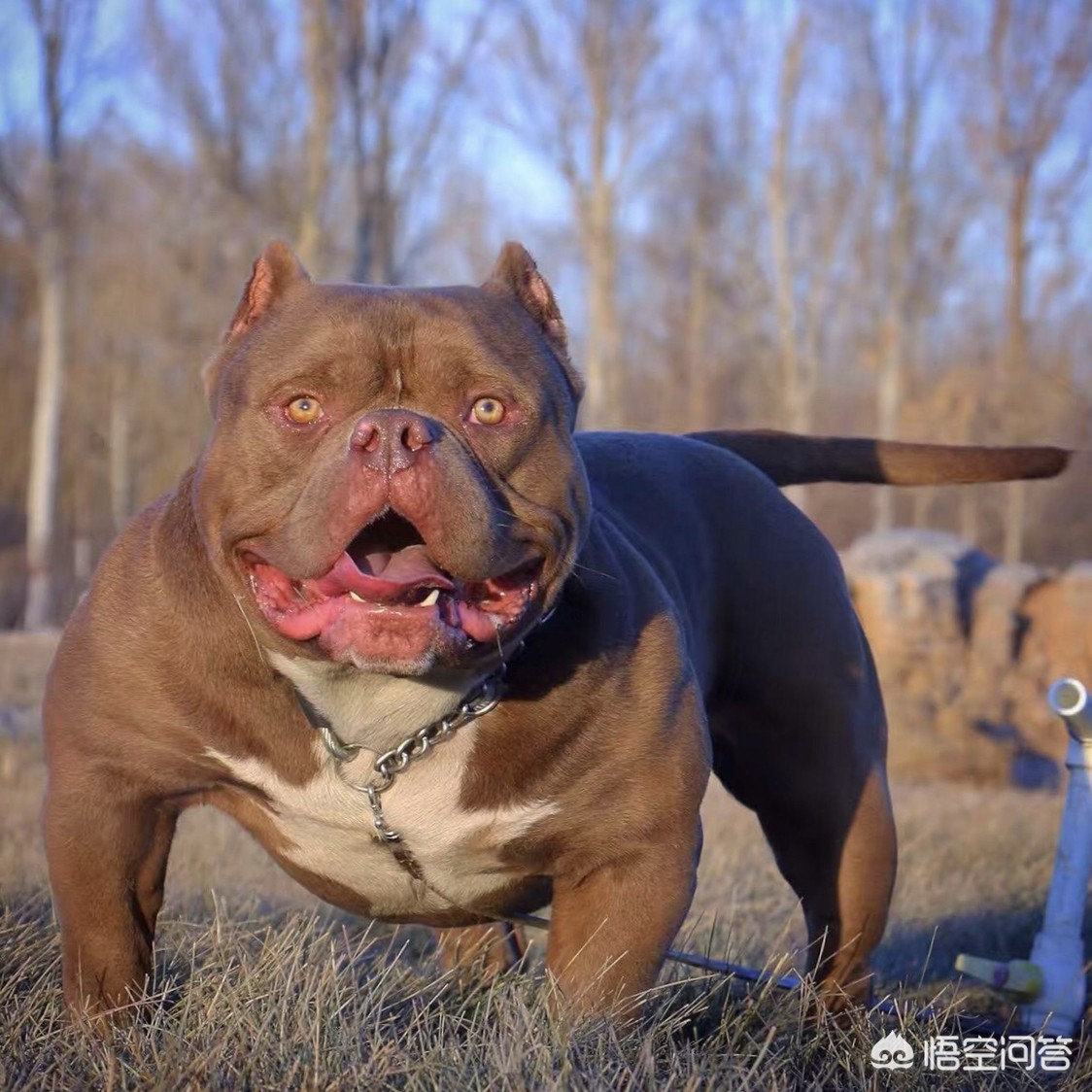 惡霸犬和比特犬是不是同一種犬? - 頭條問答