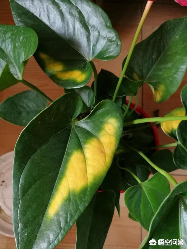 红掌黄叶是怎么回事?该怎么补救? - 海峡的海鲜的回答 - 头条问答