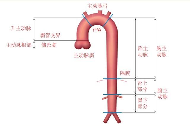 中型动脉组织结构图图片