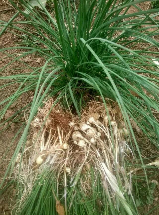 哪儿有野小蒜? - 湘味杰的回答 - 头条问答