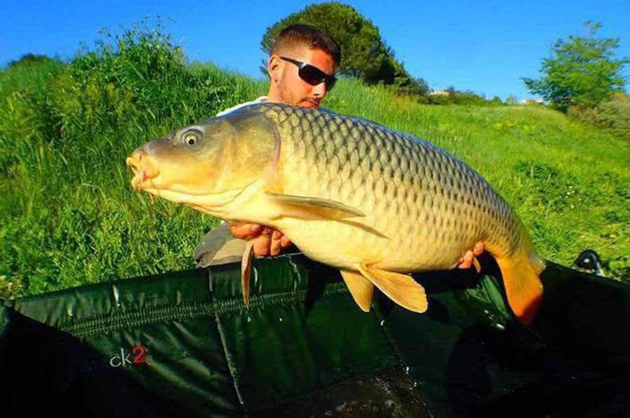 有人说美国鲤鱼之灾实质上是一个局,对此你怎么看?