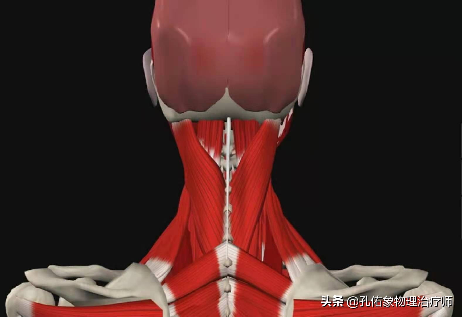 触摸脖子会有条索,硬结,这是因为在我们颈椎骨性结构上有韧带,关节囊