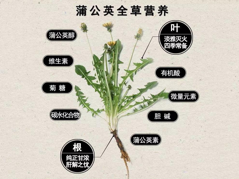 蒲公英干的和鲜的,哪个的药用价值比较高? - 头条问答