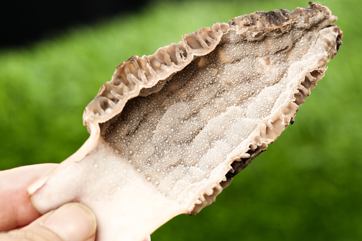 羊肚菌有一定的药用价值,《新华本草纲要》中就有收录