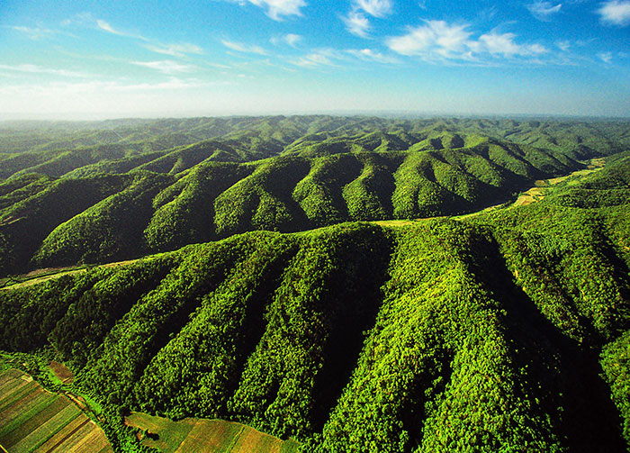 黄土高原千沟万壑,支离破碎的地表形态,为何不多种树加以改善?