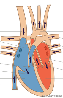 前几天因为心慌到医院检查说是二尖瓣关闭不全这种病是怎么得的