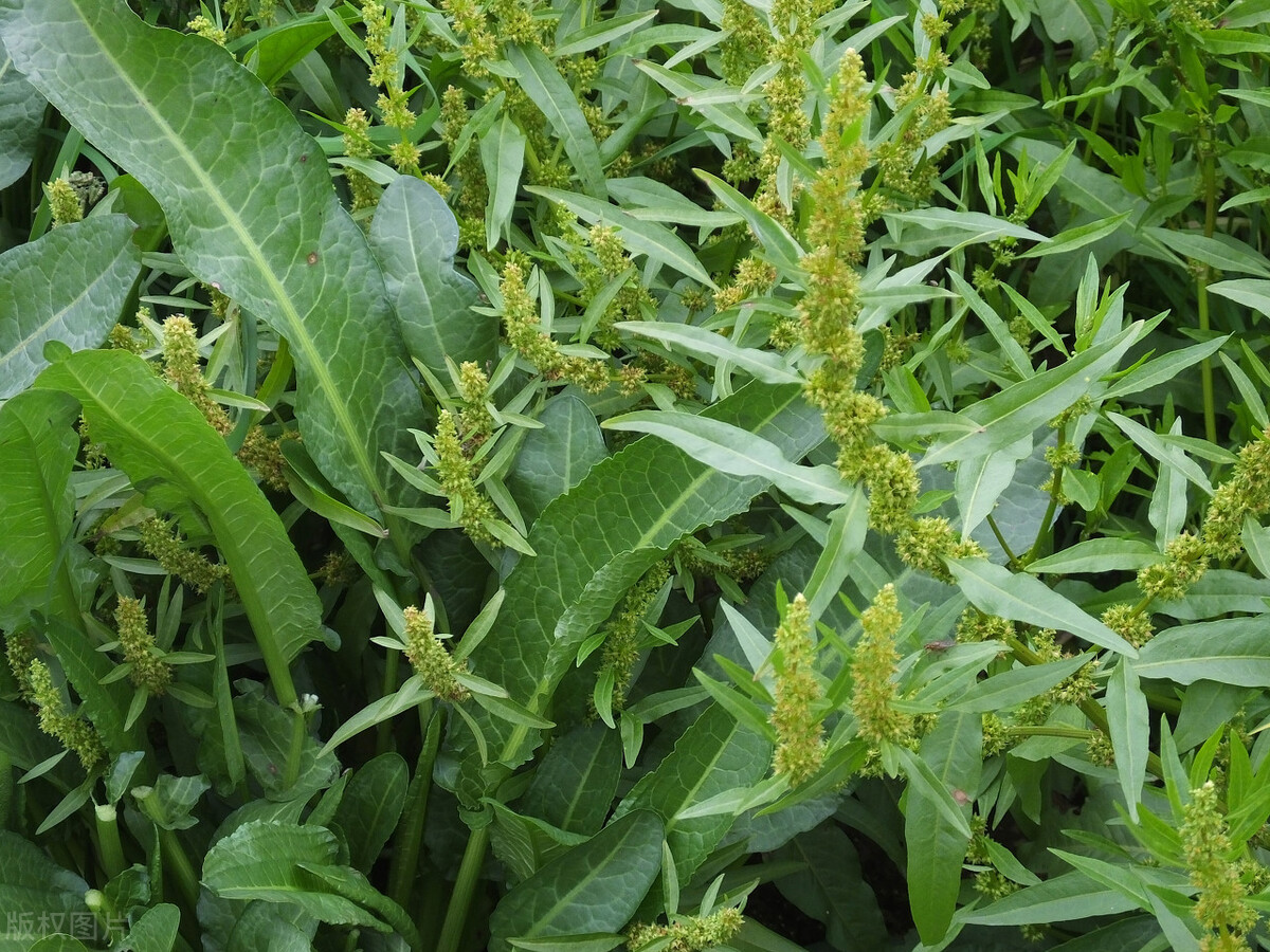 农村常见的野菠菜有什么作用?