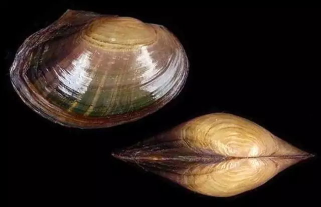 农村的河沟曾经有很多河蚌,能吃吗?现在为什么都没有了? - 盾灵网