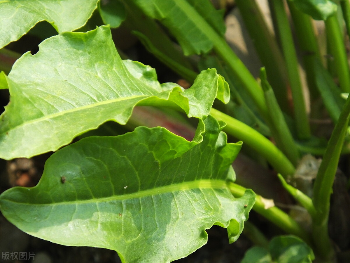 农村常见的野菠菜有什么作用?