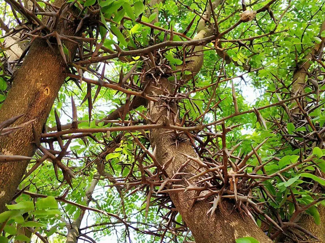 皂角树一身是刺,俗称"天钉",亩利润3万元,是不是有些夸张了? - 盾灵网