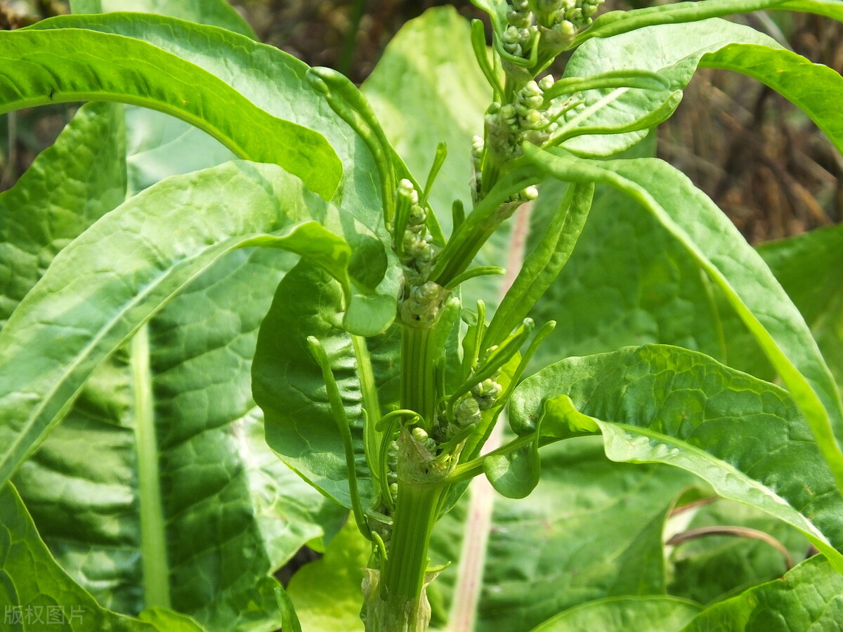 农村常见的野菠菜有什么作用?