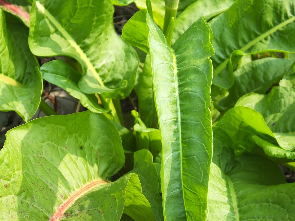 农村常见的野菠菜有什么作用?