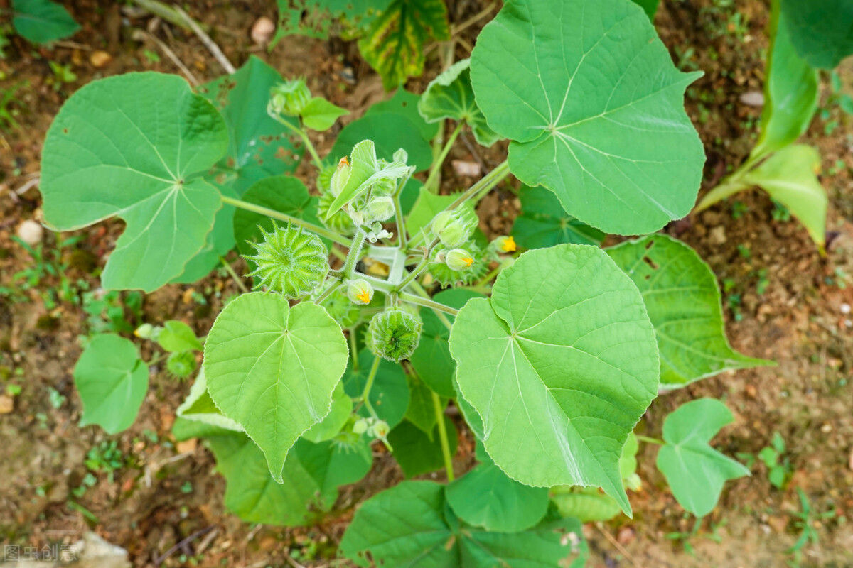 苘麻的种子很值钱,农村俗称"草中钻石",它有何用途? - 盾灵网