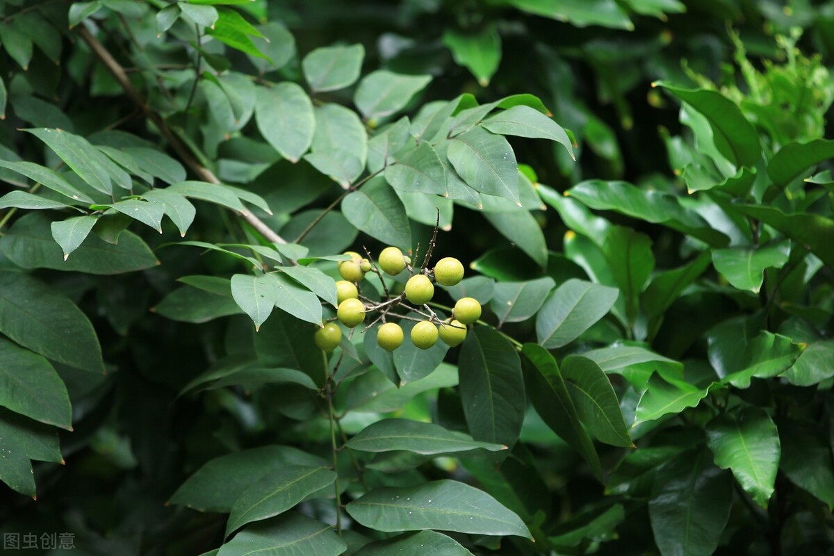 "鬼见愁"的作用是什么?